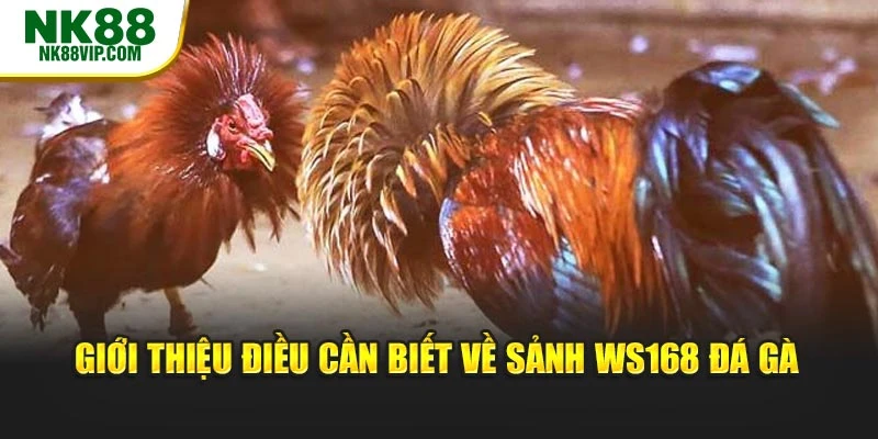 Giới thiệu điều cần biết về sảnh Ws168 đá gà