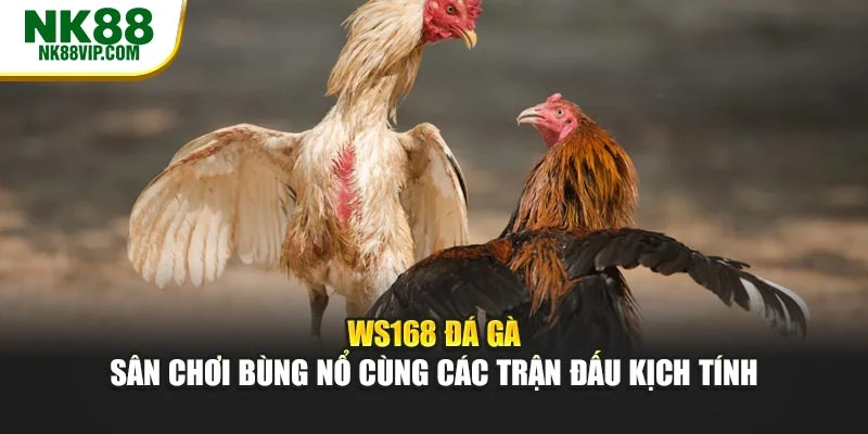 Ws168 Đá Gà – Sân Chơi Bùng Nổ Cùng Các Trận Đấu Kịch Tính